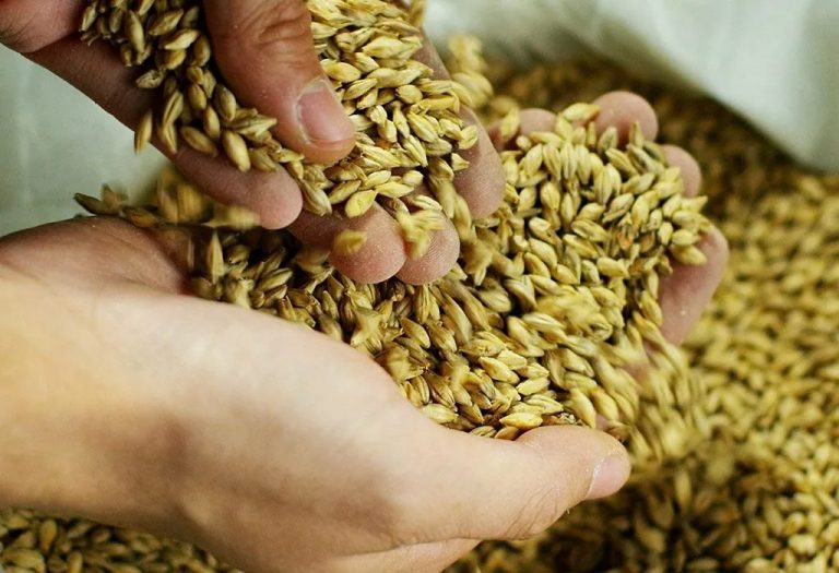 Barley Water During Pregnancy - Health Benefits and Risks
