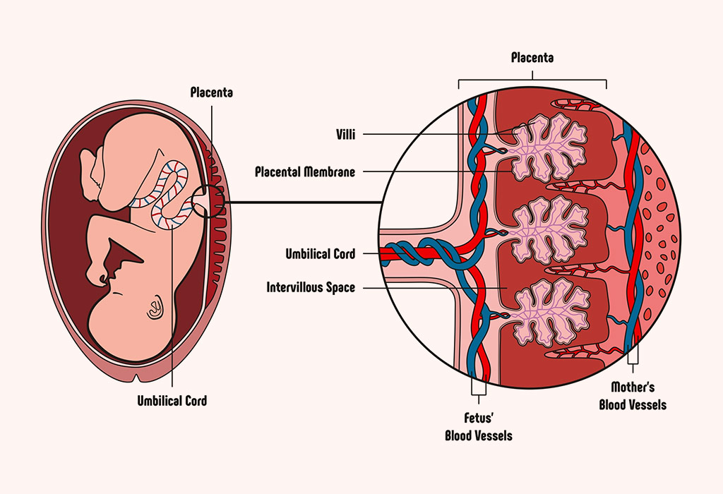 How Placenta Works In Pregnancy