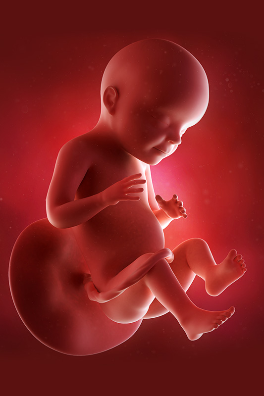 गर्भावस्था के 28वें सप्ताह में शिशु का विकास