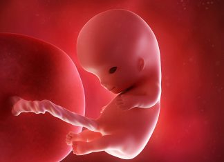 गर्भावस्था : 10वां सप्ताह