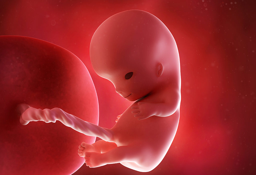 Эмбрион 10 день
