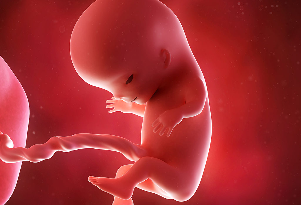 Baby Development At 11 Weeks Gestation