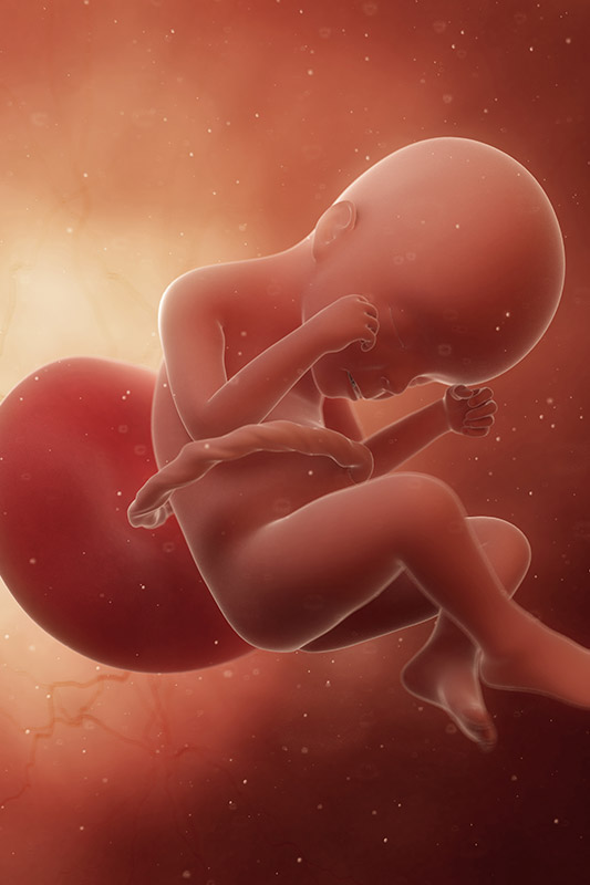 गर्भावस्था के 24वें सप्ताह में शिशु की वृद्धि