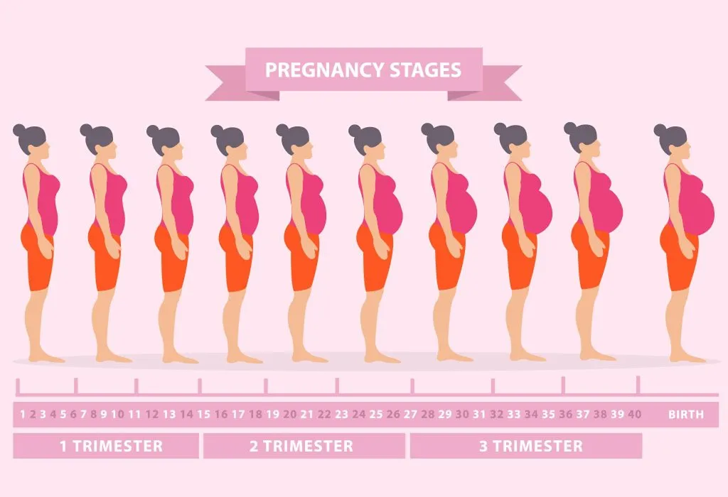 Pregnancy Body Changes – Week 1 to Week 42
