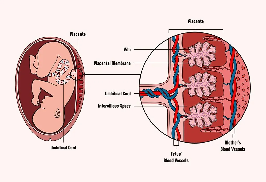 Anterior Placenta – Symptoms, Risks & Precautions