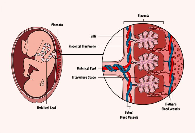Anterior Placenta During Pregnancy