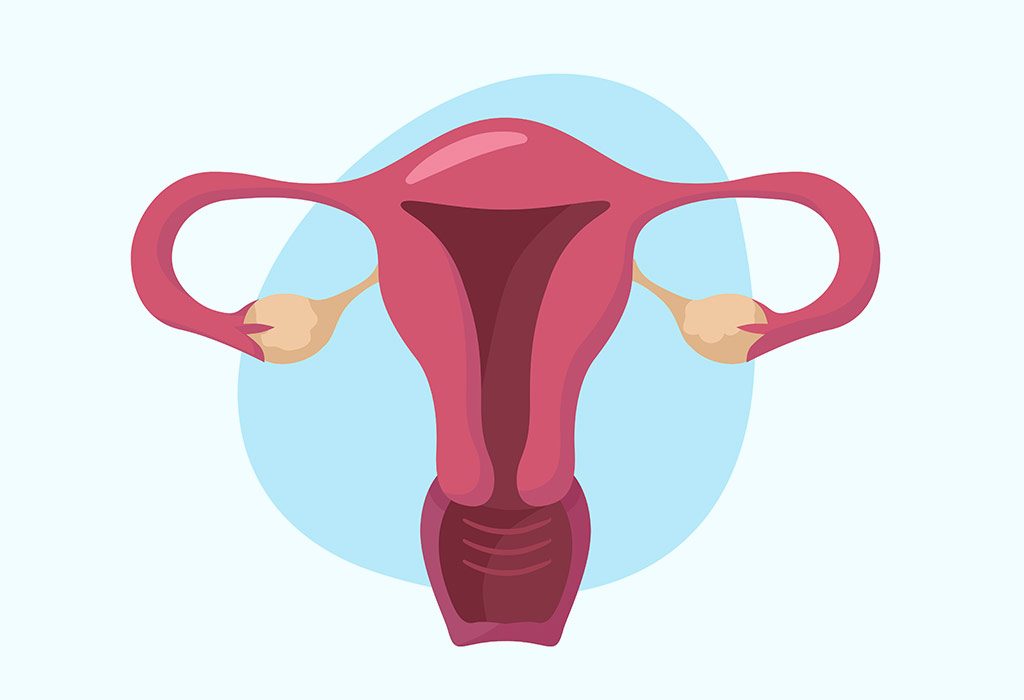 Uterus during Pregnancy