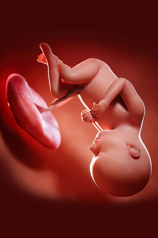 Placental Grading - Grade 2