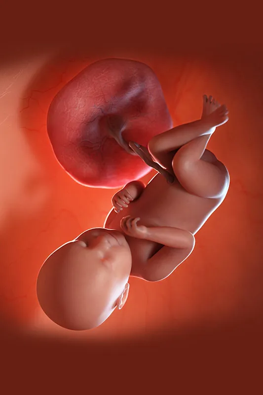 Placental Grading - Grade 3