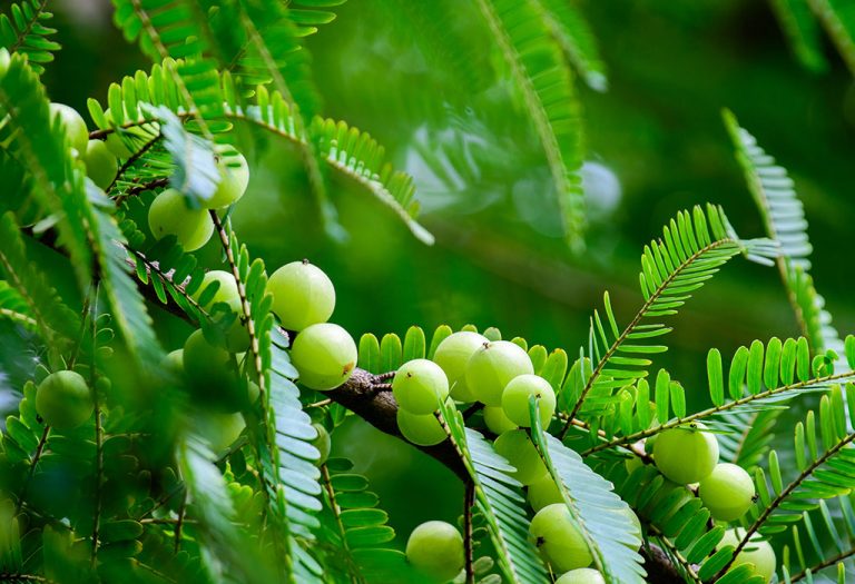 শিশুদের বেডওয়েটিংয়ের ঘরোয়া প্রতিকার