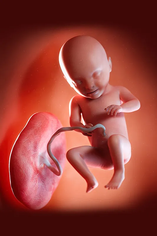 Placental Grading - Grade 1