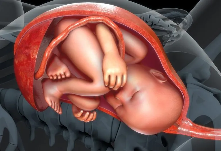 Placenta in Pregnancy - Functions and Complications