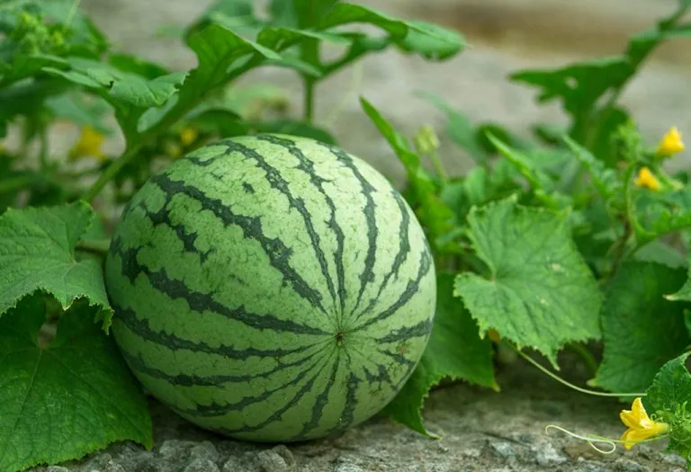 665274991-H-768x525.webp (768×525)