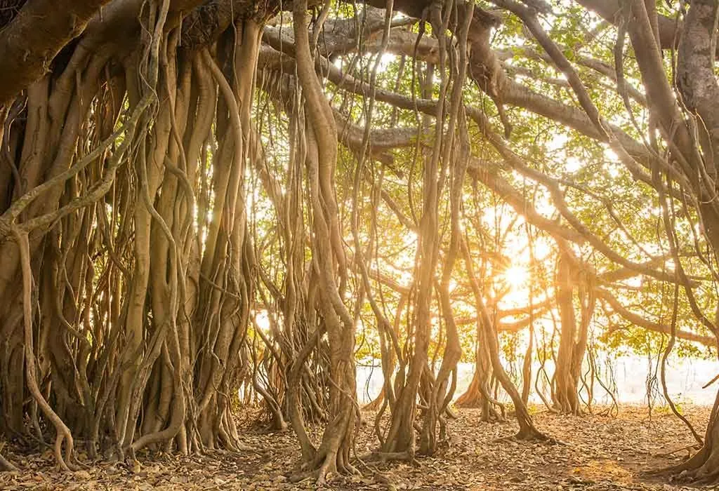 Banyan Tree Root