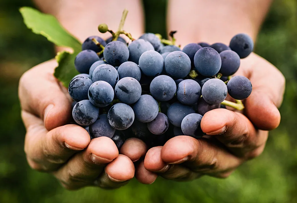 Eating Grapes During Pregnancy – Is It Safe, Benefits & Risks