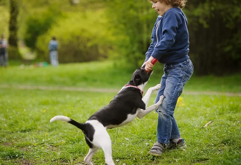 Dog Bites in Children