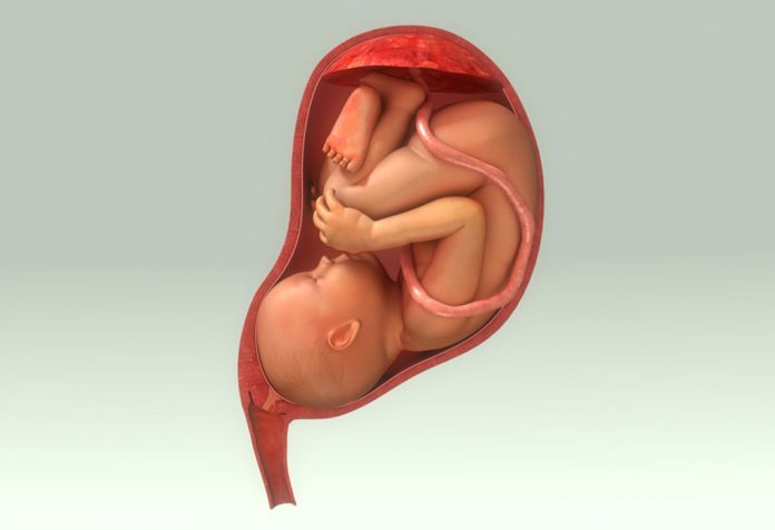 Baby in womb illustration