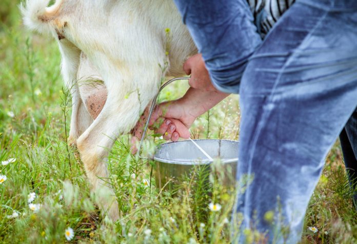 शिशुओं के लिए बकरी का दूध: लाभ और व्यंजन