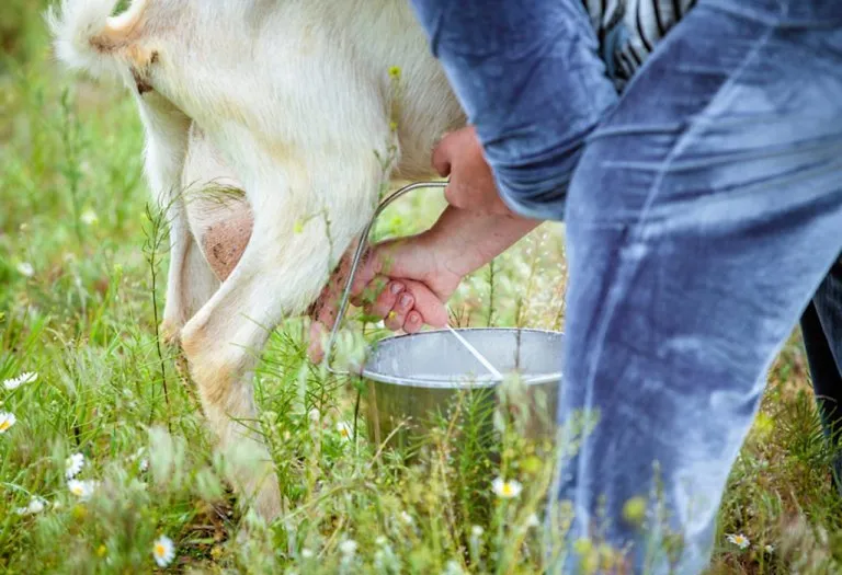 Goat Milk for Babies: Benefits & Recipes