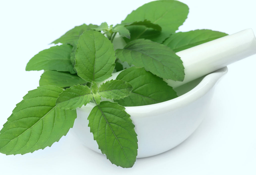 Tulsi (Holy Basil) - Ayurvedic home remedy for dry cough