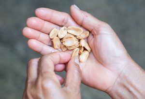 Des cacahuètes dans les mains d'une femme's hands