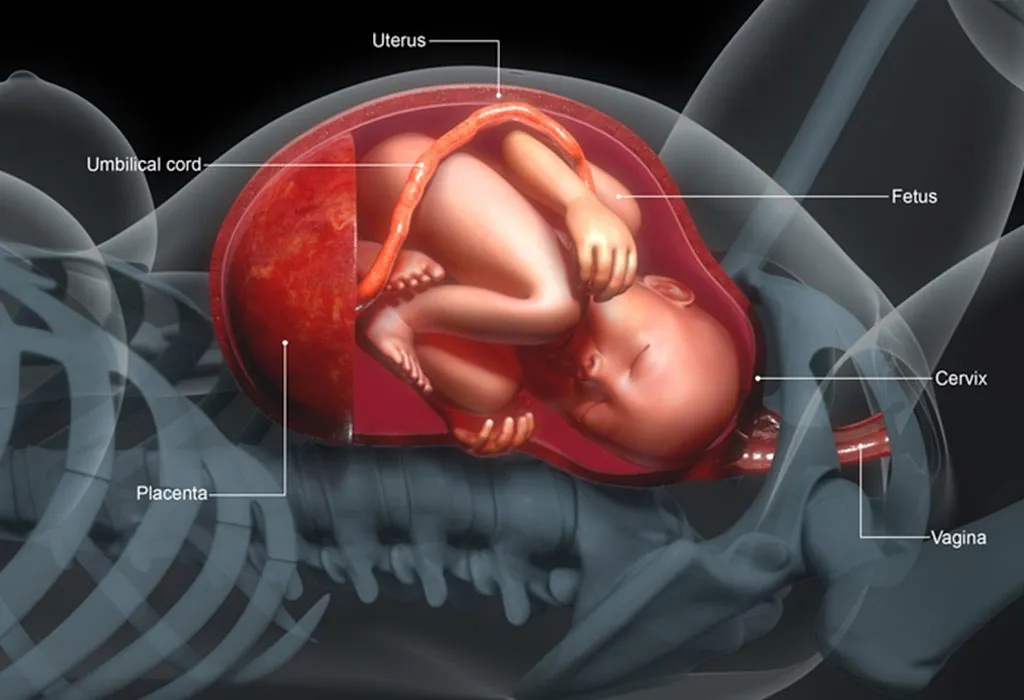 Placental Insufficiency Causes Symptoms Treatment   541068076 H 1024x700.webp