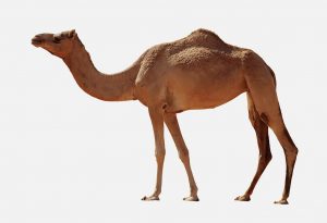 Camel