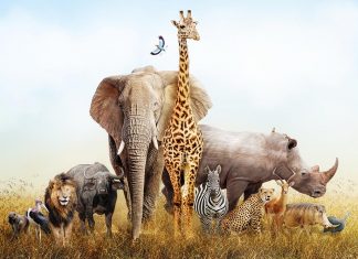 बच्चों के लिए 10 अद्भुत फन फैक्ट्स जानवरों के बारे में बच्चों के लिए 10 अमेजिंग फन फैक्ट्स एनिमल्स के बारे में