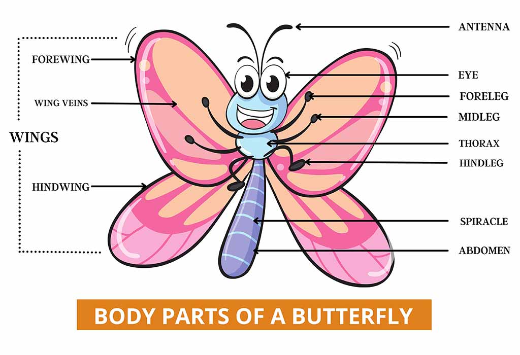 Interesting-and-Fun-Butterfly-Facts-for-Kids