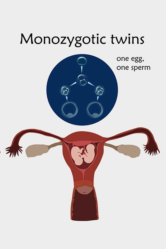 Why Does Fertilised Egg Split Into Two?