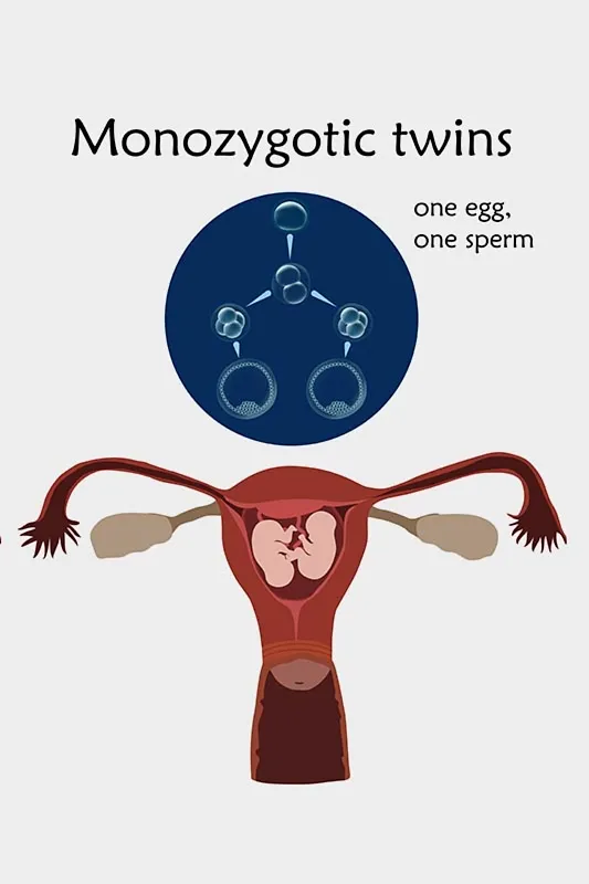 Why Does Fertilised Egg Split Into Two?