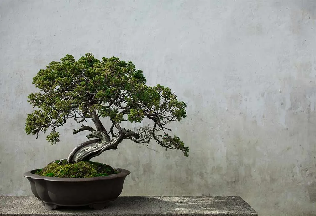 Bonsai Plant