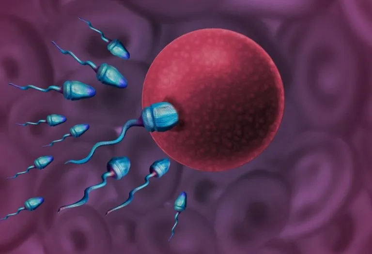 How Are Babies Made - Know the Basics