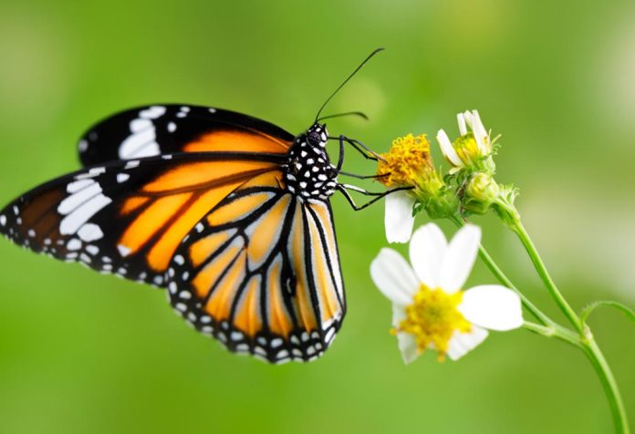 16 Fascinating Butterfly Facts & Information for Kids