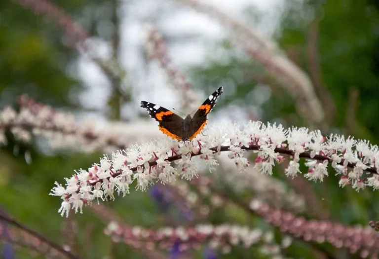 12 Best Herbs For Fertility