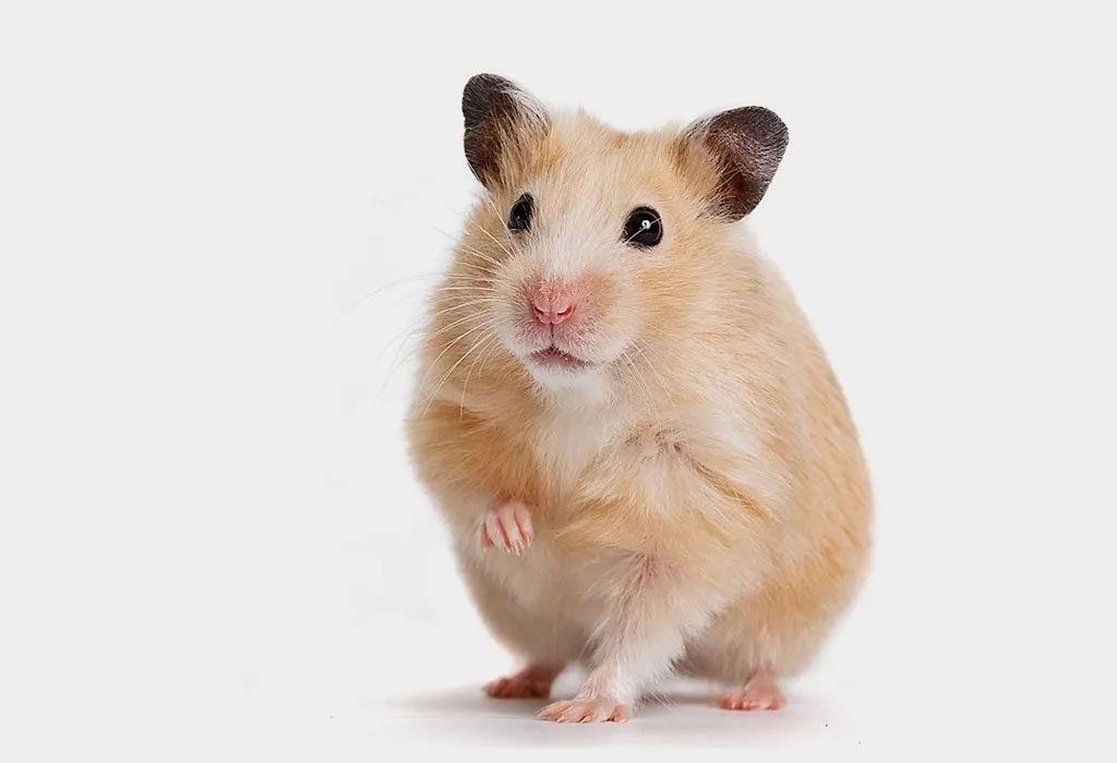 A Hamster