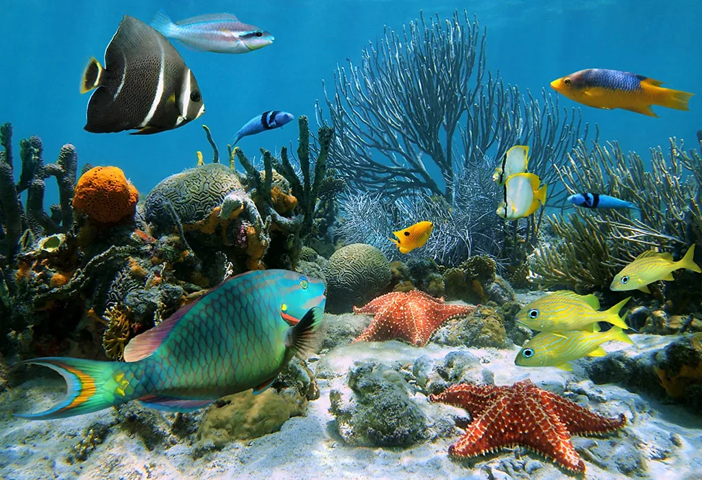 under water animals