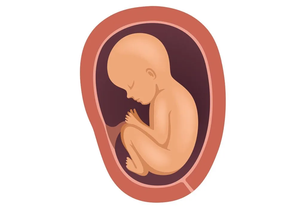 8 Months Baby Position In Womb