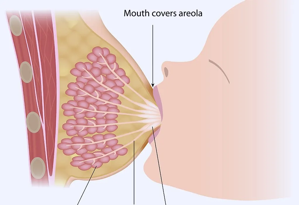 How Does Breast Milk Flow from the Mother to the Baby?