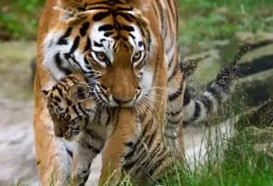 Mother tiger carrying her cub