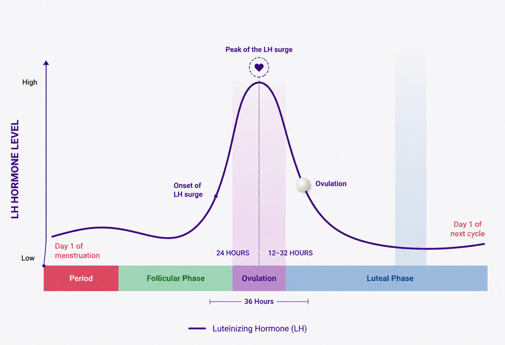 What Is LH Surge