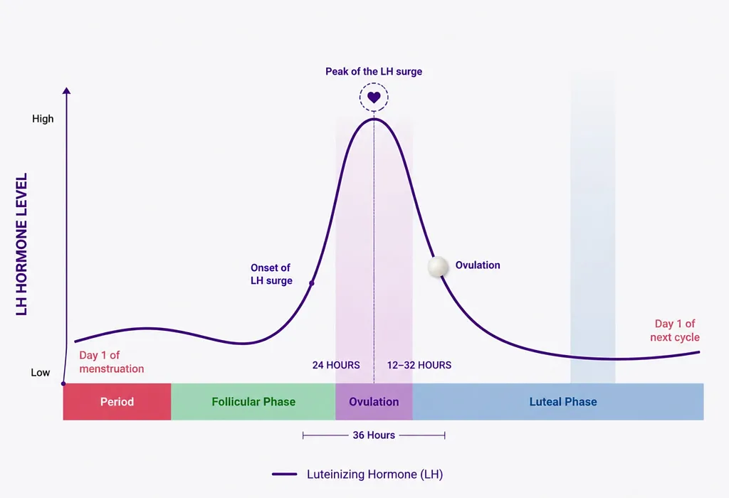 What Is LH Surge What Is LH Surge