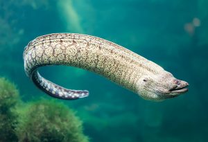Giant Moray Eel - A Type of Eel