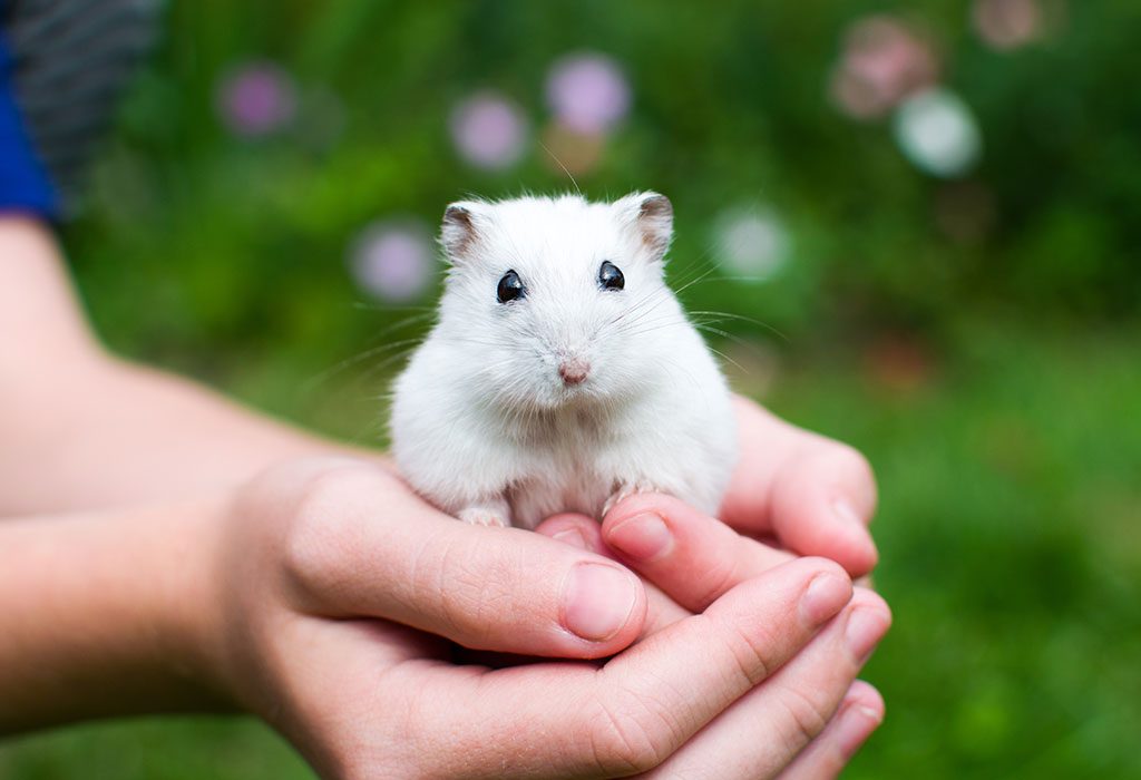 best small pets to own