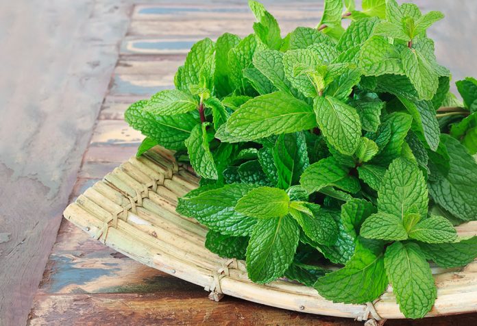 Is Consuming Mint during Pregnancy Safe?