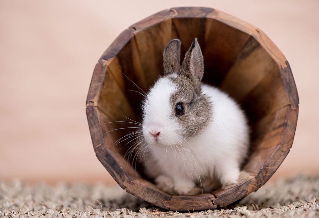 How Much Are Pets At Home Rabbits - Anna Blog