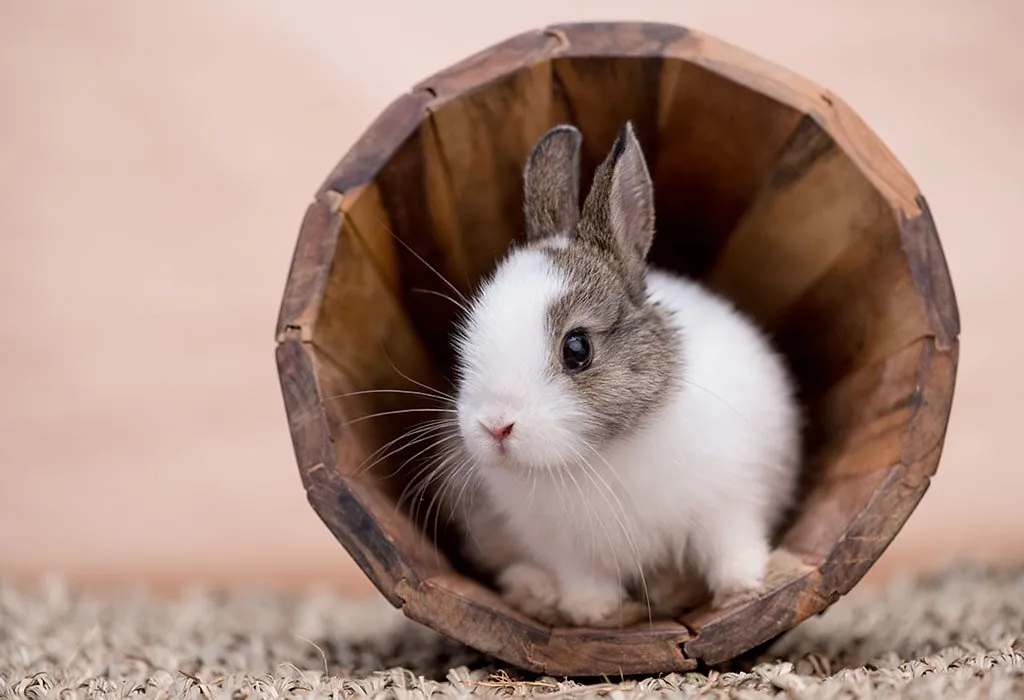 12 Best Pets for Kids - From Dogs to Rabbits