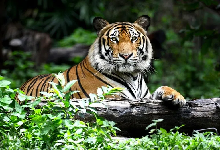 Interesting Tiger Facts & Information for Kids