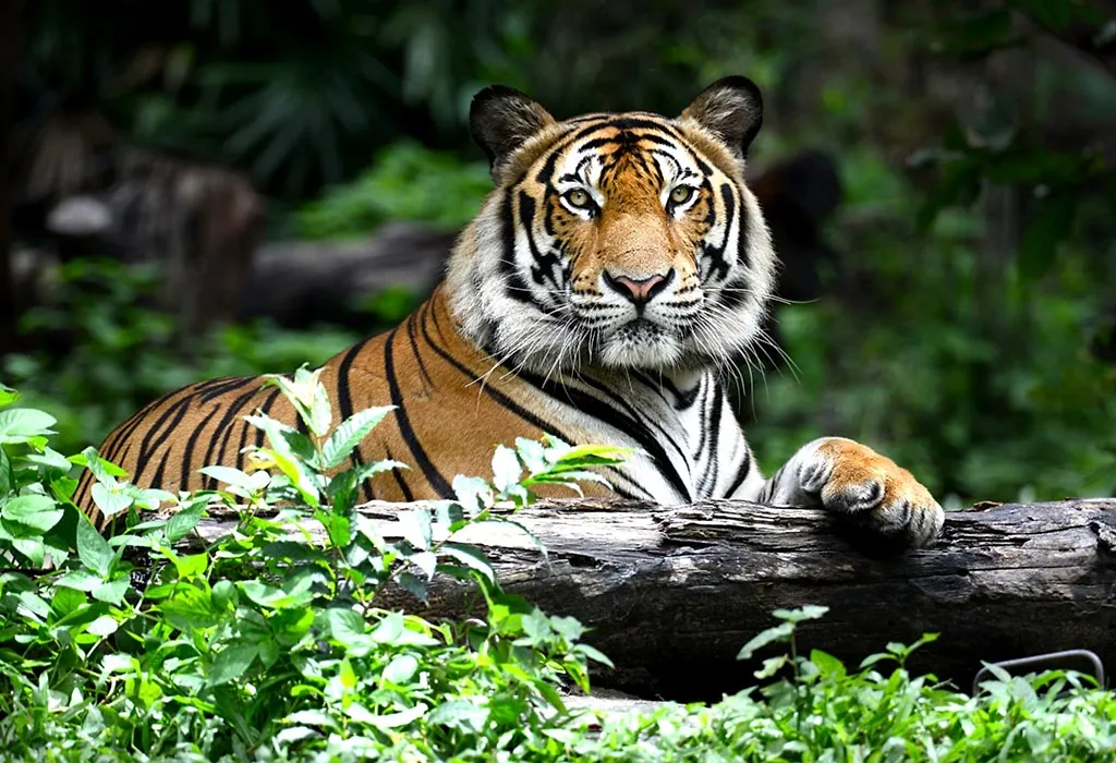 Bengal Tiger Facts: Lesson for Kids