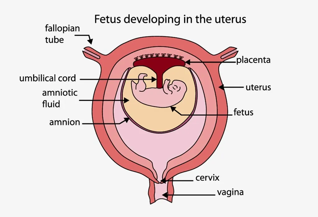 Amniotic Fluid During Pregnancy
